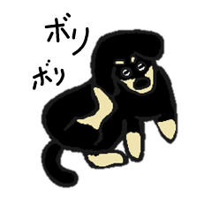 Every day of the dachshund