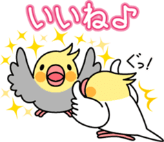 Cockatiel "Okameinko-chi" sticker #4671562
