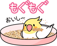 Cockatiel "Okameinko-chi" sticker #4671566