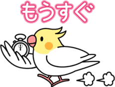 Cockatiel "Okameinko-chi" sticker #4671591