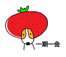 Jack Russell terrier  sticker sticker #4672831