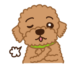 Toy Poodle "Captain" sticker #4722663
