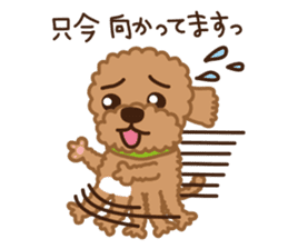 Toy Poodle "Captain" sticker #4722671