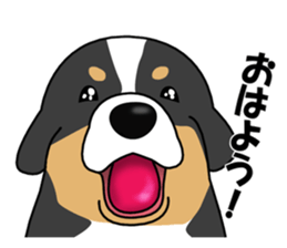 DAISUKE of the Bernese Mountain Dog sticker #4725776