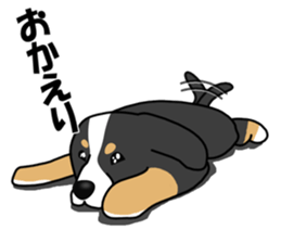 DAISUKE of the Bernese Mountain Dog sticker #4725778