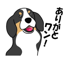 DAISUKE of the Bernese Mountain Dog sticker #4725779