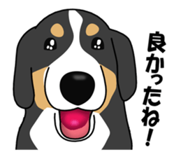 DAISUKE of the Bernese Mountain Dog sticker #4725785