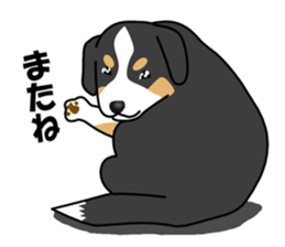 DAISUKE of the Bernese Mountain Dog sticker #4725810