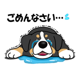 DAISUKE of the Bernese Mountain Dog sticker #4725815