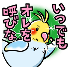 Wonderful talking of the parakeet