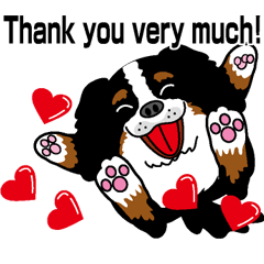 Bernese Mountain Dog molfy