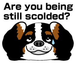 Bernese Mountain Dog molfy sticker #4734733