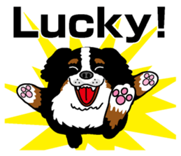 Bernese Mountain Dog molfy sticker #4734742