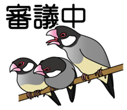 P. oryzivora sticker #4736145