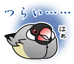 P. oryzivora sticker #4736162