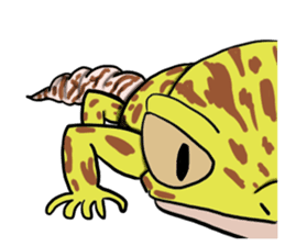 Leopard gecko! sticker #4736332