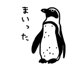Word of penguins sticker #4768395