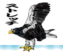 Steller's Sea-Eagle sticker #4775409