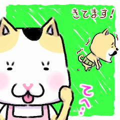 shibainu and mikeneko