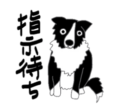 Border collie and her mates sticker #4778665