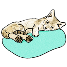 colorfulcats sticker #4780267