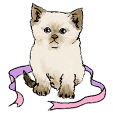 colorfulcats sticker #4780269