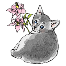 colorfulcats sticker #4780273