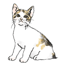 colorfulcats sticker #4780277