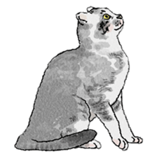 colorfulcats sticker #4780280