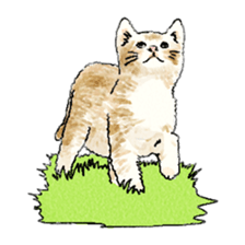 colorfulcats sticker #4780282