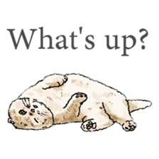 colorfulcats sticker #4780298