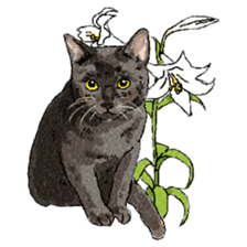 colorfulcats sticker #4780299