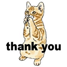 colorfulcats sticker #4780302