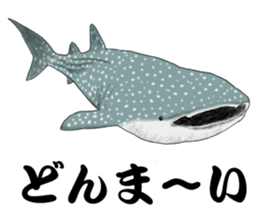 Whale shark sticker #4801164