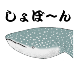 Whale shark sticker #4801182