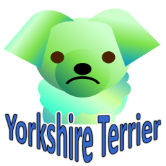 Light color's "Yorkie"in Japan