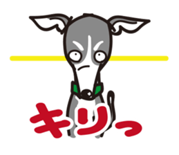 Italian Greyhound MANIA ! sticker #4855511
