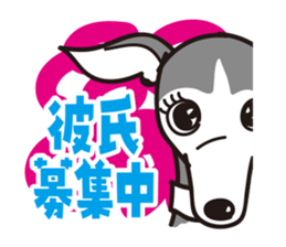 Italian Greyhound MANIA ! sticker #4855521