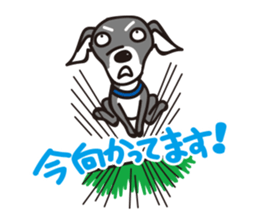 Italian Greyhound MANIA ! sticker #4855530