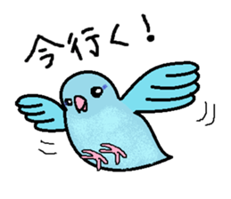 Pacific Parrotlet Stickers sticker #4877494