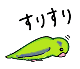 Pacific Parrotlet Stickers sticker #4877527