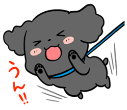 Black toy poodle "Konbu" sticker #4898657