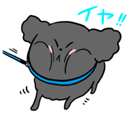 Black toy poodle "Konbu" sticker #4898658