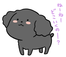 Black toy poodle "Konbu" sticker #4898672