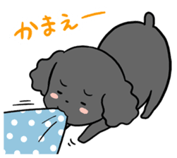 Black toy poodle "Konbu" sticker #4898680