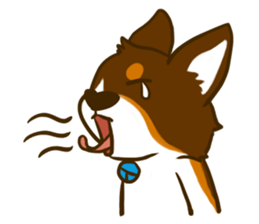 Love Corgi (Cute tricolor) sticker #4919618