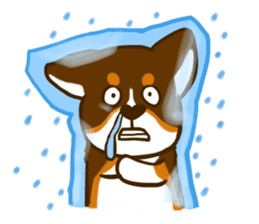 Love Corgi (Cute tricolor) sticker #4919620