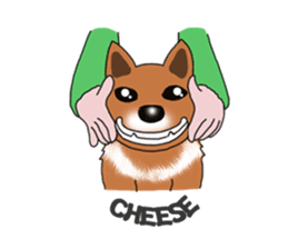 Taiwan Mix Dog-Toffee sticker #4919806