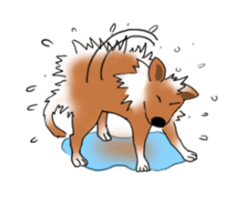 Taiwan Mix Dog-Toffee sticker #4919807