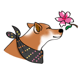 Taiwan Mix Dog-Toffee sticker #4919812